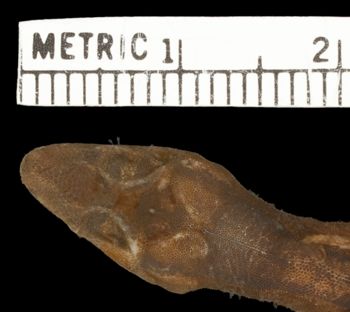 Media type: image;   Herpetology R-144311